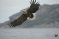 Hunting Sea Eagle Royalty Free Stock Photo