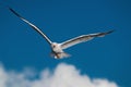 Hunting seagull with large wingspread flies in the blue sky Royalty Free Stock Photo