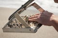 Hunting for shark teeth on Venice beach Florida Royalty Free Stock Photo