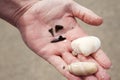 Hunting for shark teeth on Venice beach Florida Royalty Free Stock Photo