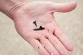 Hunting for shark teeth on Venice beach Florida Royalty Free Stock Photo