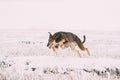 Hunting Sighthound Hortaya Borzaya Dog Fast Running During Hare-hunting At Winter Day In Snowy Field