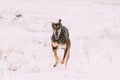 Hunting Sighthound Hortaya Borzaya Dog During Hare-hunting At Wi