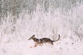 Hunting Sighthound Hortaya Borzaya Dog During Hare-hunting At Winter