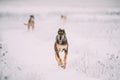 Hunting Sighthound Hortaya Borzaya Dog During Hare-hunting At Winter Day In Snowy Field Royalty Free Stock Photo