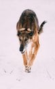 Hunting Sighthound Hortaya Borzaya Dog During Hare-hunting At Winter Day In Snowy Field