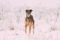 Hunting Sighthound Hortaya Borzaya Dog During Hare-hunting At Winter