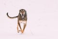 Hunting Sighthound Hortaya Borzaya Dog During Hare-hunting At Winter