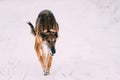 Hunting Sighthound Hortaya Borzaya Dog During Hare-hunting At Winter