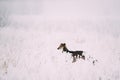 Hunting Sighthound Hortaya Borzaya Dog During Hare-hunting At Winter