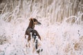 Hunting Sighthound Hortaya Borzaya Dog During Hare-hunting At Winter