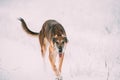 Hunting Sighthound Hortaya Borzaya Dog During Hare-hunting At Winter Day In Snowy Field