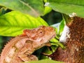 Hunting Southern Dwarf Chameleon 2 Royalty Free Stock Photo