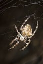 Hunting spider on his web Royalty Free Stock Photo