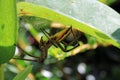 Hunting spider lurks well camouflaged in their hiding