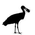 Hunting stork eating frog vector illustration isolated on white background. stork in a beak holds a frog. silhouette