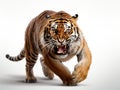 Ai Generated illustration Wildlife Concept of Hunting Tiger Royalty Free Stock Photo