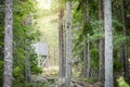 Hunting tower in a clearing glade in a green beautiful forest