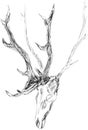 Hunting trophy, wall decoration, antlers and skull of a deer, graphic black and white pattern, travel sketch