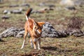 Hunting ethiopian wolf, Canis simensis, Ethiopia