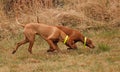 Hunting Vizsla