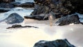 Hunting Wandering tattler