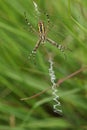 A Hunting Wasp Spider, Argiope Bruennichi, On Its Web In The Grass In A Meadow.