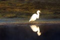 Hunting white egret with small fish in beak while reflecting in Salt River near Mesa Arizona United States Royalty Free Stock Photo