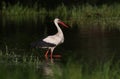 Hunting white stork Ciconia ciconia on the pond Royalty Free Stock Photo