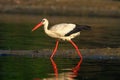 Hunting white stork Ciconia on the pond Royalty Free Stock Photo