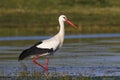 Hunting white stork Royalty Free Stock Photo