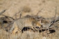 Hunting wild cat Royalty Free Stock Photo