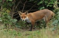 A hunting wild Red Fox cub, Vulpes vulpes, emerging from the undergrowth.