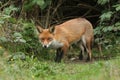 A hunting wild Red Fox, Vulpes vulpes, emerging from its den in the undergrowth.