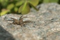 A hunting Wolf Spider Lycosidae Pardosa crawling across a rock at the edge of a pond in the UK. Royalty Free Stock Photo