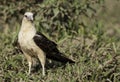 Hunting Yellow-headed Caracara, Milvago chimachima