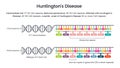 Huntington\'s Disease HTT repeat allele vector illustration diagram