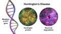 Huntington's disease, a neurodegenerative disease due to mutation in the huntingtin gene, HTT, conceptual 3D