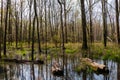 Huntley Meadows Swampland in Spring Royalty Free Stock Photo