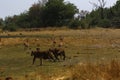 Hunting lions running fast after Impala