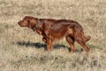 hunts with a setter