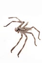 Huntsman spider Royalty Free Stock Photo