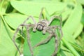 Huntsman spider Royalty Free Stock Photo