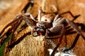 Huntsman spider Royalty Free Stock Photo