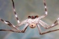 Huntsman Spider