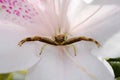 Huntsman spider on Azaleia flower Royalty Free Stock Photo