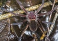 Huntsman spider from borneo forest, Gunung Mulu Royalty Free Stock Photo