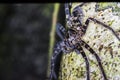 Huntsman spider from borneo forest, Gunung Mulu Royalty Free Stock Photo