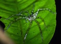 Huntsman spider from borneo forest, Gunung Mulu Royalty Free Stock Photo