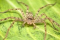 Huntsman spider Royalty Free Stock Photo